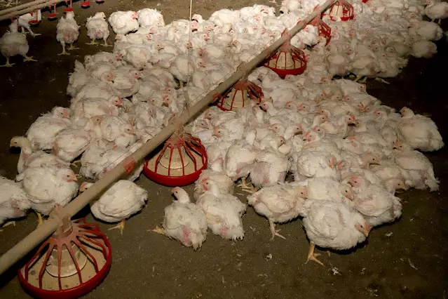 Paraná bate recorde na produção de frangos, suínos, bovinos, leite e ovos em 2025